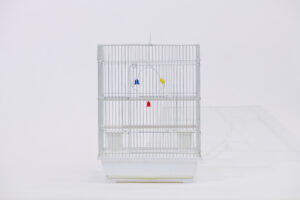 십자매 사각 [6a 2013]