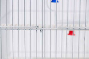 십자매 사각 [6a 2013]