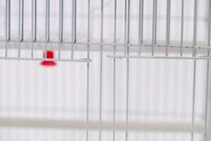 십자매 사각 [6a 2013]