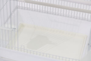 십자매 사각 [6a 2013]