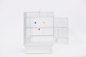 십자매 사각 [6a 2013]